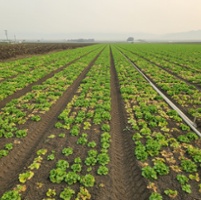 Weed control is key to protecting lettuce from virus
