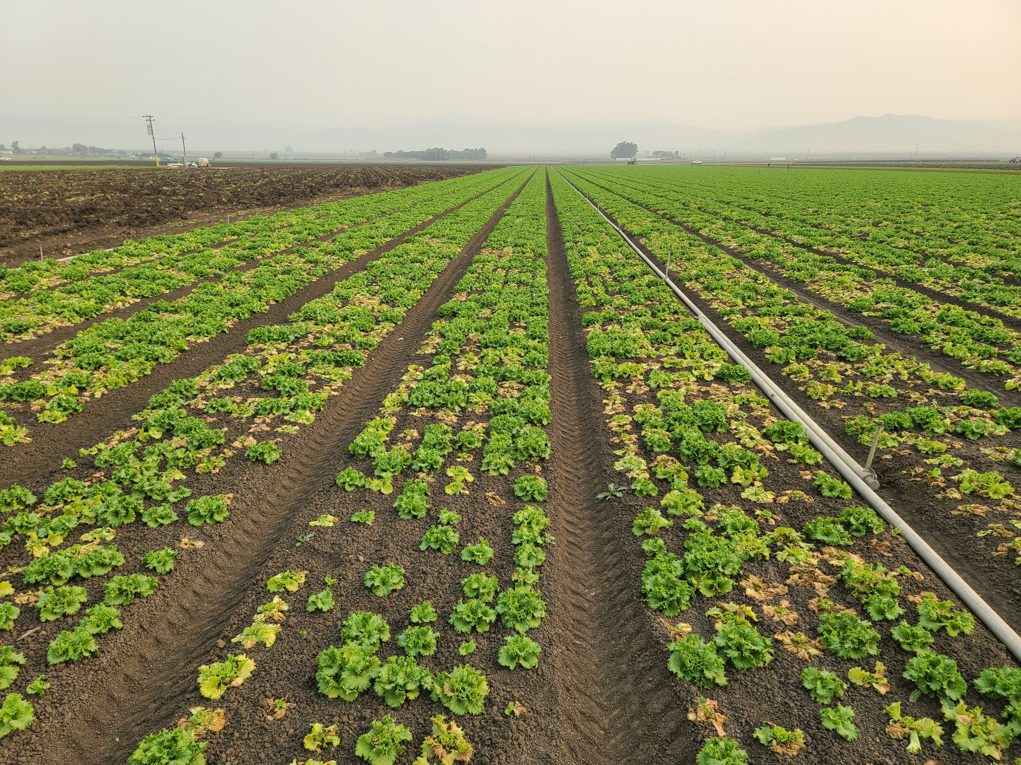 Weed control is key to protecting lettuce from virus