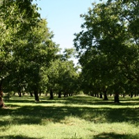 Increased rodent activity on farms causes damage, losses
