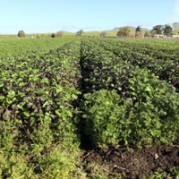 Farmers get help transitioning to organic