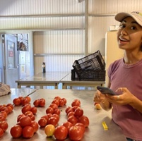 UC students breed new crop varieties for organic farms