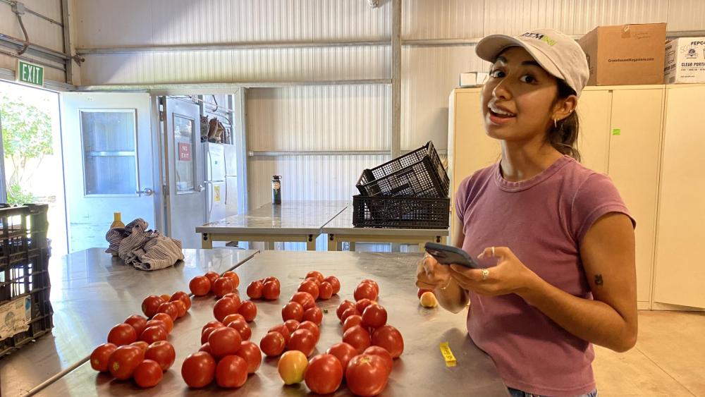 UC students breed new crop varieties for organic farms