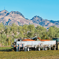 Farms cut tomato acres, await price as planting starts