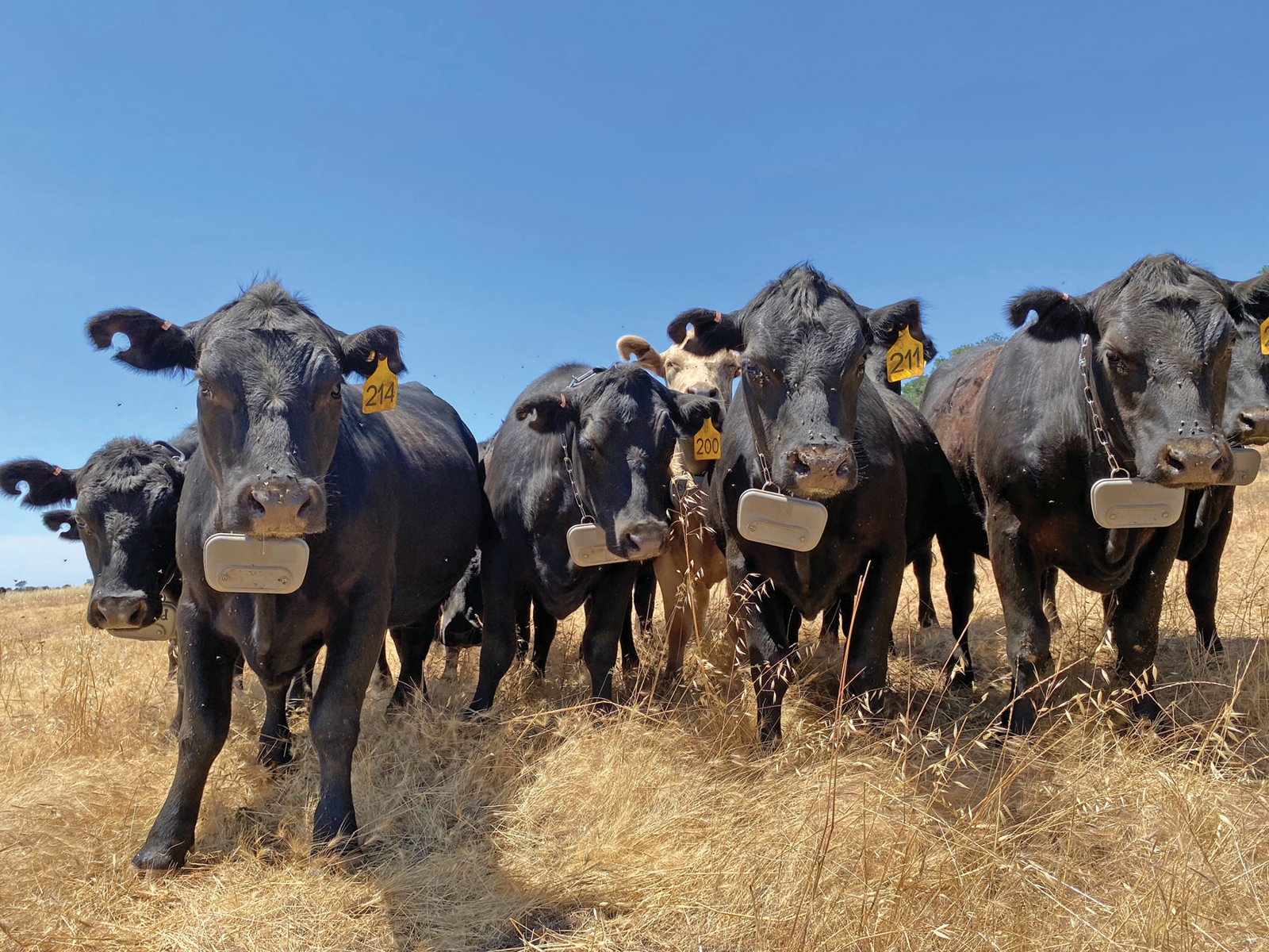 Virtual fencing can improve livestock management