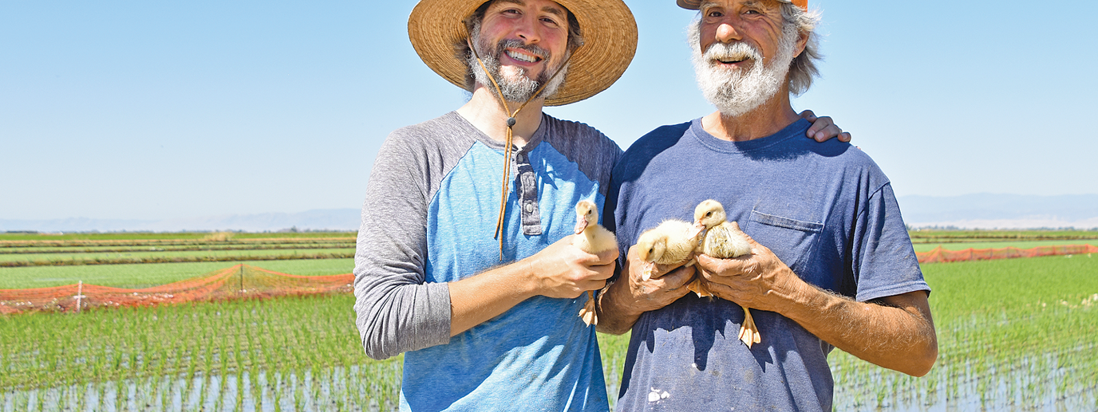 'Duck Revolution' combines rice growing, raising ducks