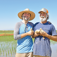 'Duck Revolution' combines rice growing, raising ducks