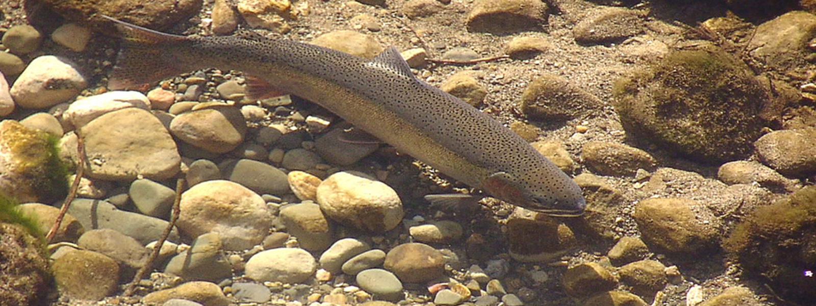 Steelhead protections could bring new water restrictions