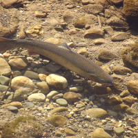 Steelhead protections could bring new water restrictions
