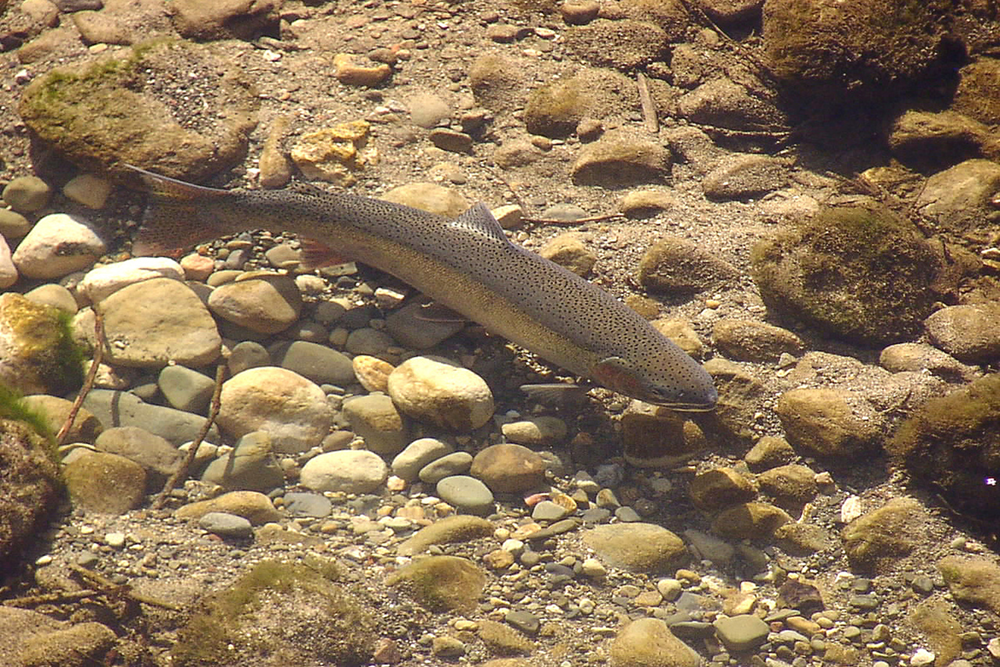 Steelhead protections could bring new water restrictions