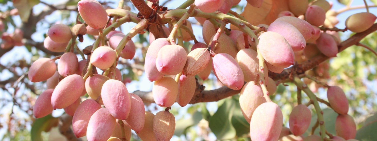 Pistachio sector seeks markets to absorb bigger future crops