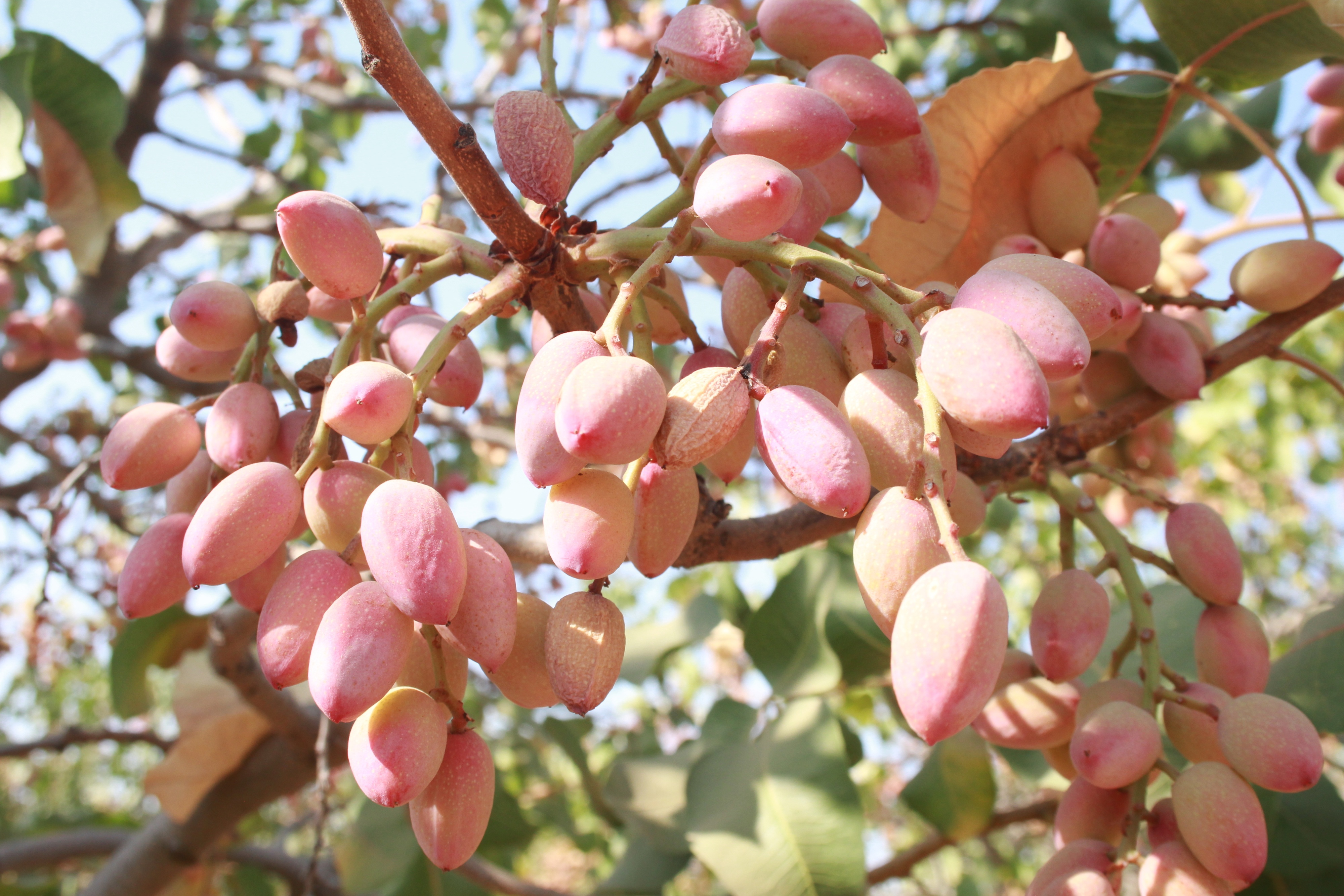 Pistachio sector seeks markets to absorb bigger future crops