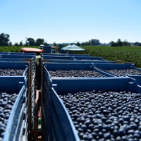 Market share for organic berries, other fruits grows