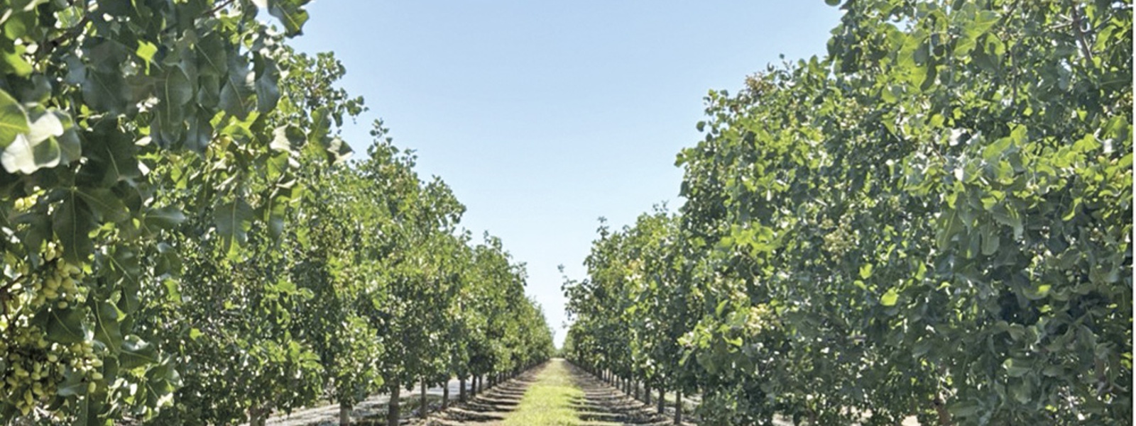 Zinc, boron, manganese and their role in nut production