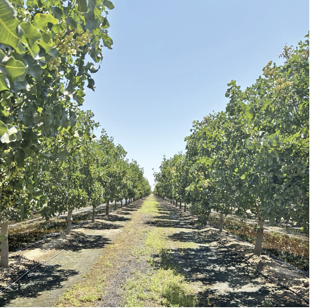 Zinc, boron, manganese and their role in nut production