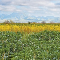 Cover crops supply nutrients on regenerative farm