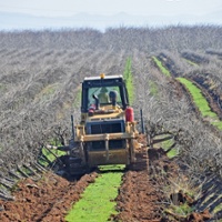 Growers worry about incentives for vineyard removal  