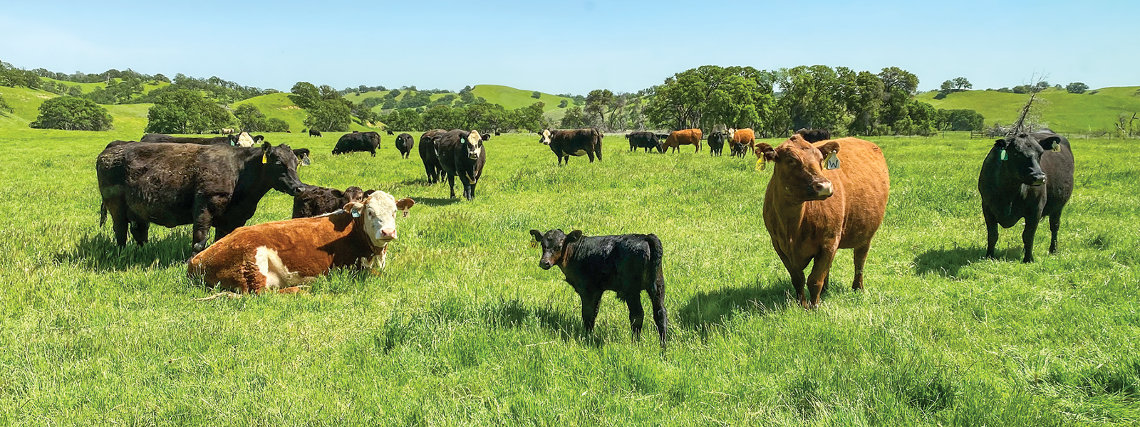 Two ranches provide look at cattle raising, management