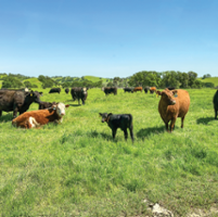 Two ranches provide look at cattle raising, management