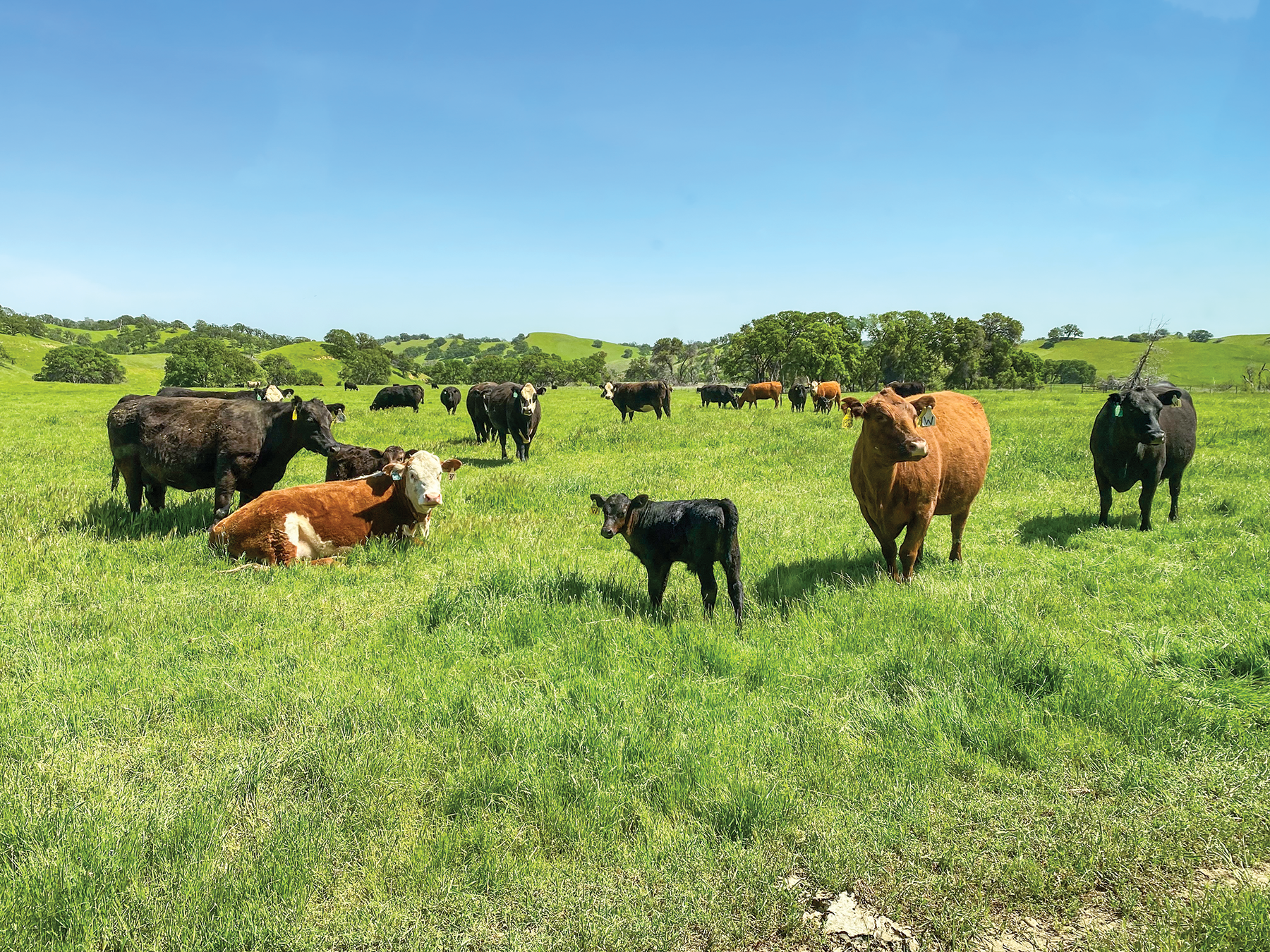 Two ranches provide look at cattle raising, management