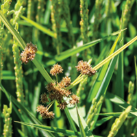 Stubborn weeds challenge rice researchers, growers