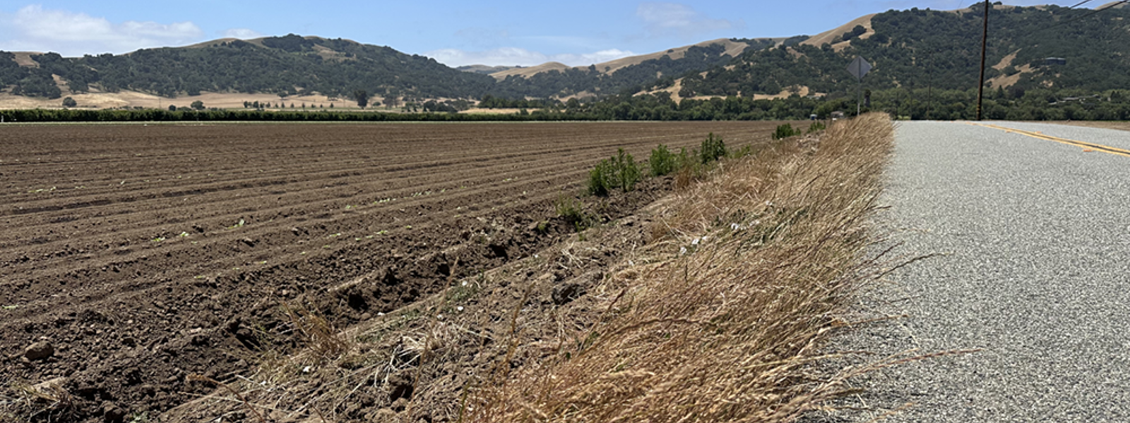 Weeding, weather aid battle in controlling lettuce virus