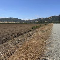 Weeding, weather aid battle in controlling lettuce virus