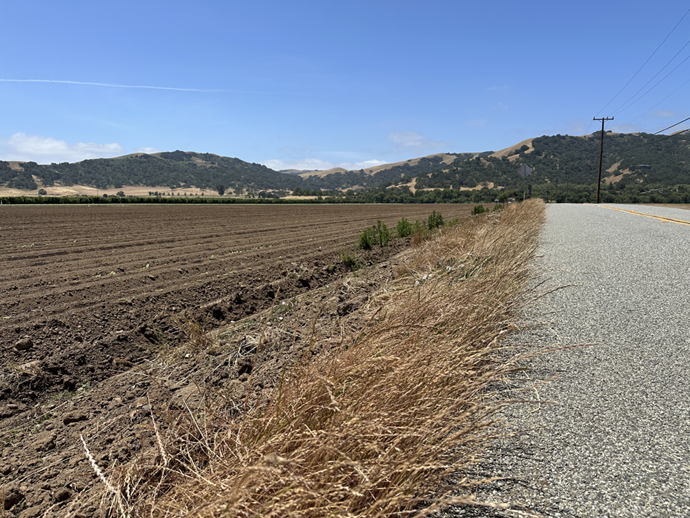 Weeding, weather aid battle in controlling lettuce virus