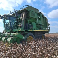 Farmers plant less cotton in face of stagnant market
