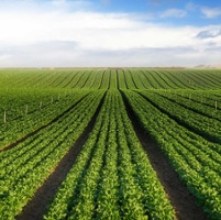 Grower paperwork requests seek proof of sustainability