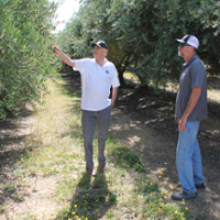 Table olive growers can cut cost with mechanization