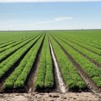 Soil-borne carrot blight needs sustainable answers