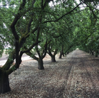 New beetle targeted as emerging threat to nut crops
