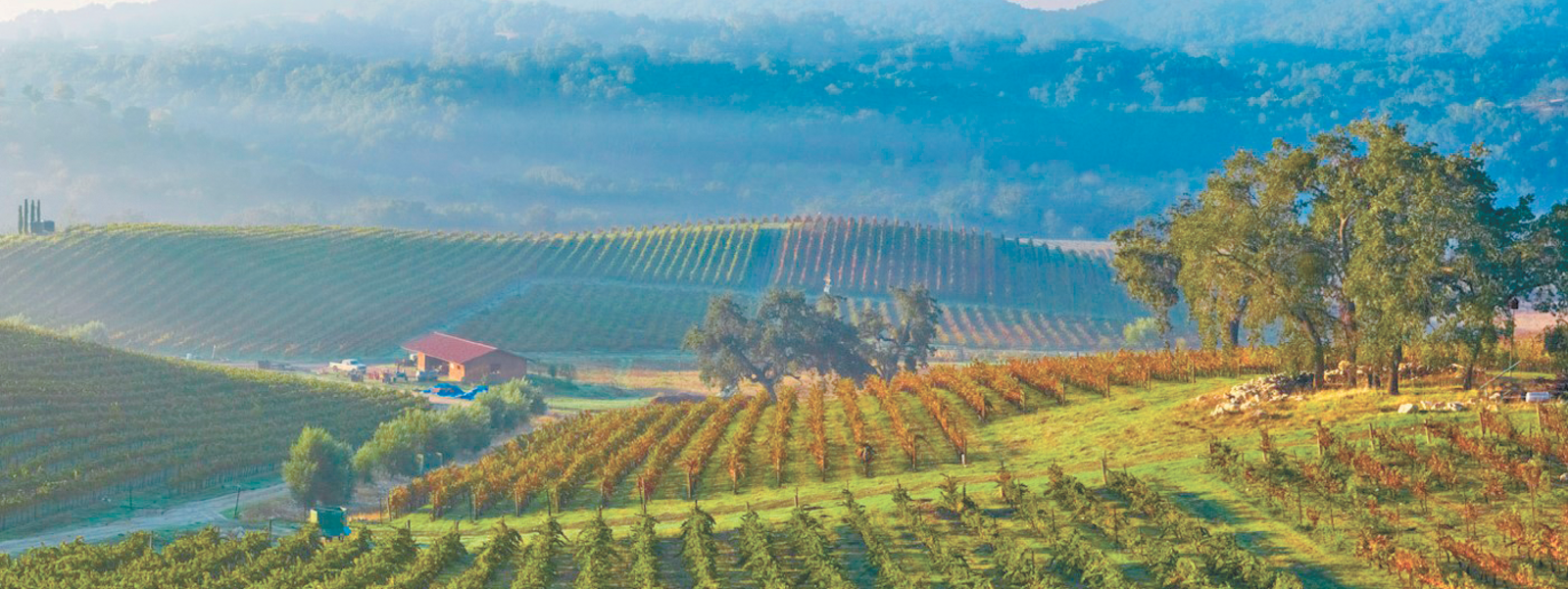 Paso Robles vineyards focus on organics and variety