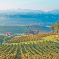 Paso Robles vineyards focus on organics and variety