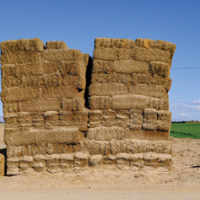 Desert farmers defend maligned alfalfa production