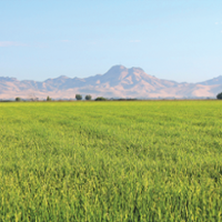 Organic rice farmers seek research to boost output