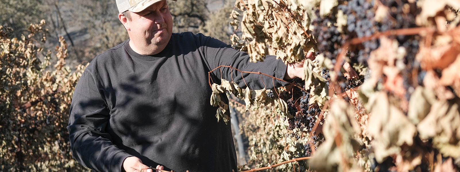 Napa vineyards helped douse Pickett Fire