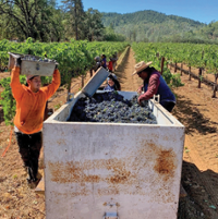 Where there's smoke, there may not be smoke taint