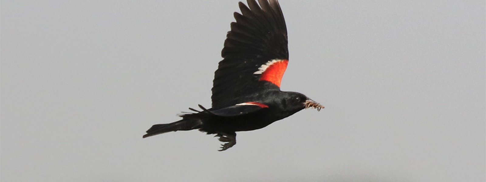 Tricolored blackbird conservation funding threatened