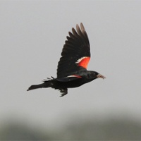 Tricolored blackbird conservation funding threatened