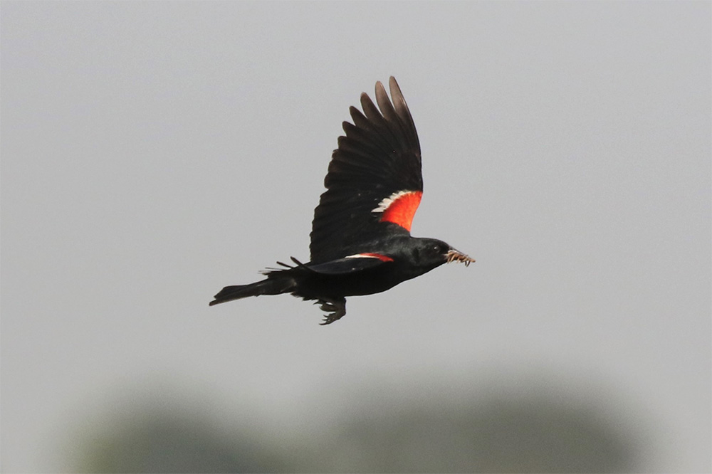 Tricolored blackbird conservation funding threatened