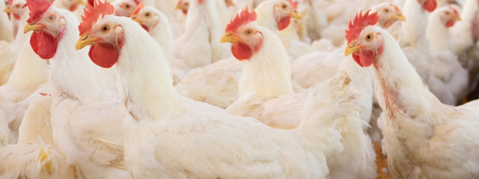 Farm flock losses climb as avian flu outbreak spreads