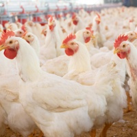 Farm flock losses climb as avian flu outbreak spreads
