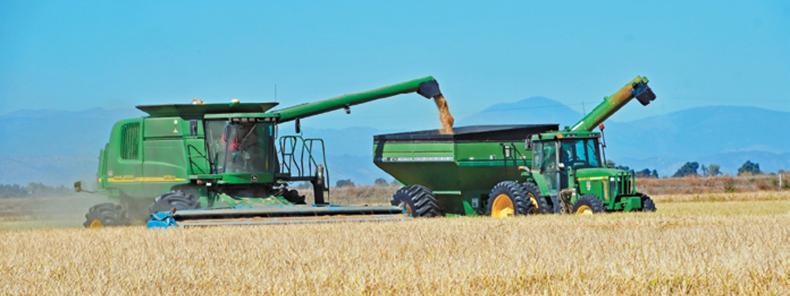 Later rice harvest deals minor yield, quality impacts