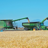 Later rice harvest deals minor yield, quality impacts