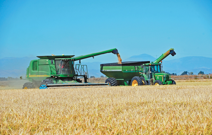 Later rice harvest deals minor yield, quality impacts