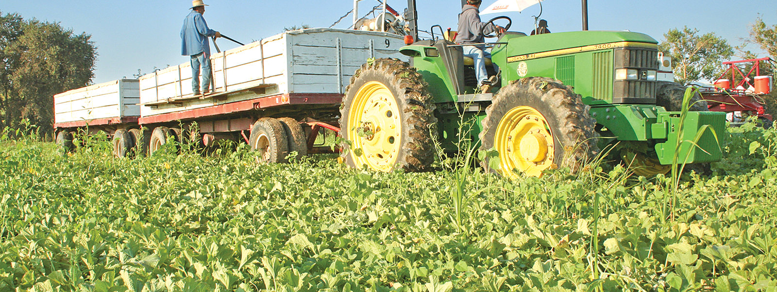 Commentary: Can D.C. lawmakers grasp the labor needs of farms?