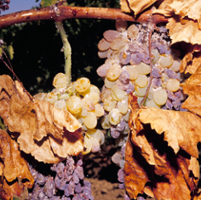 Enduring remedy for vineyard pest remains elusive