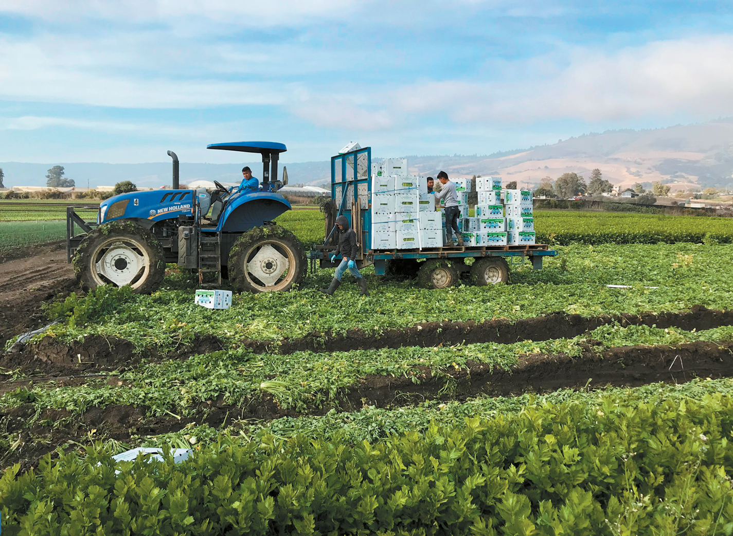 Commentary: Why overtime law fails both farms and farmworkers