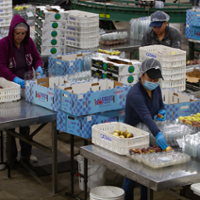 Fig growers work to expand the fruit's uses